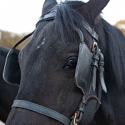 Аренда Королевская свадебная карета  , Минск - фото 1